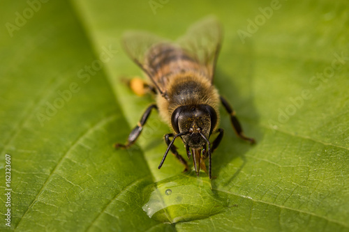 Macro image of a bee on a leaf drinking a honey drop from a hive