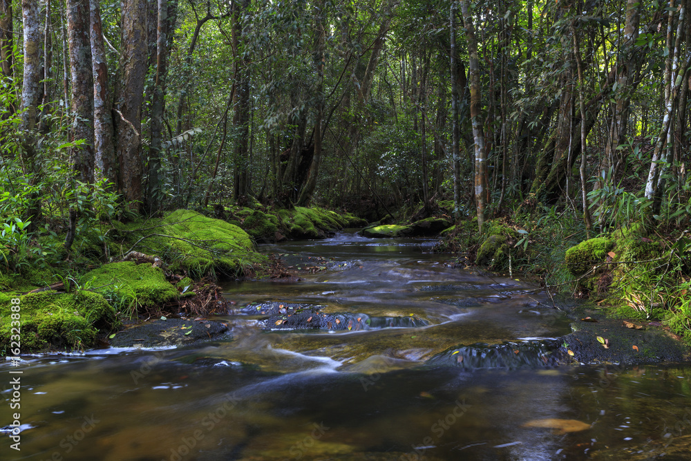 Flowing stream in forest located on the mountain in Phu Kradueng National Park, On a height of 1,316 meters. Loei Province, Thailand Flowing stream in forest located on the mountain in Phu Kradueng National Park, On a height of 1,316 meters. Loei Province, Thailand