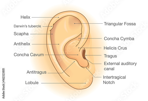 The anatomy of External ear. Illustration about human organ of hearing.