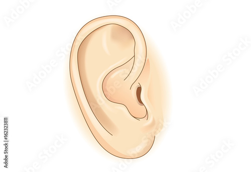 External of human ear in vector style isolated on white. Illustration about human organ of hearing.