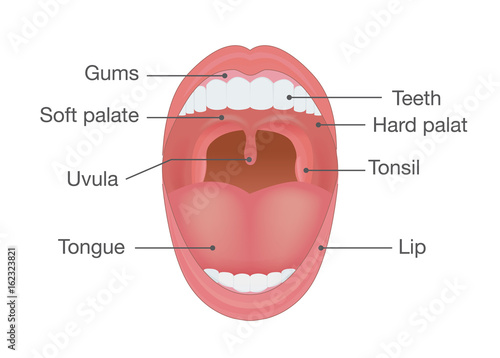 Anatomy of Human Mouth. Illustration about body detail.