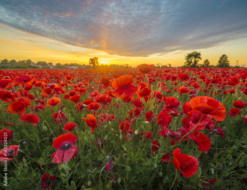 Red poppies among cornflowers and other wildflowers in the setting sun
