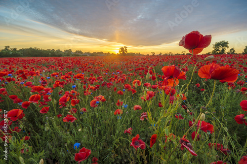 Red poppies among cornflowers and other wildflowers in the setting sun