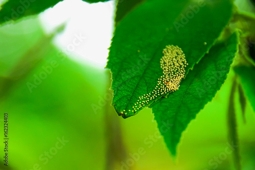 insect eggs