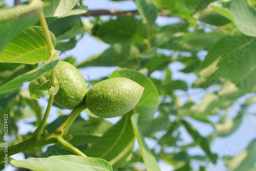 Green walnut on a tree