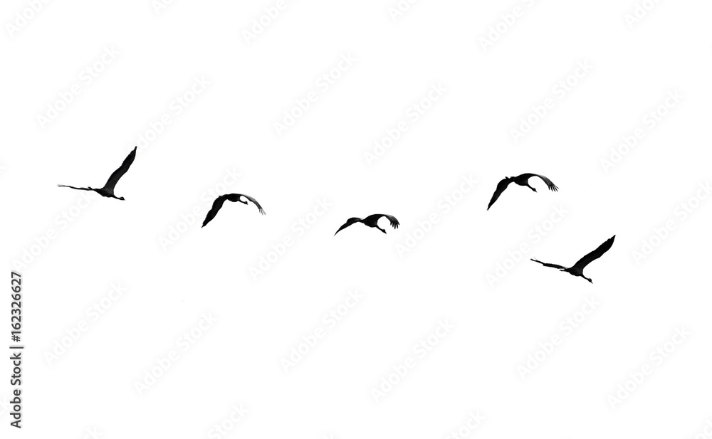 Fototapeta premium Flock of swans isolated on white background