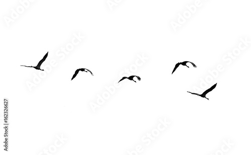 Flock of swans isolated on white background