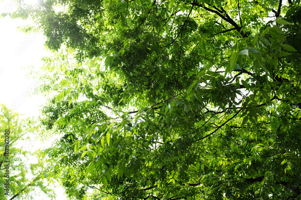 Fototapeta premium The sky and the trees on the head