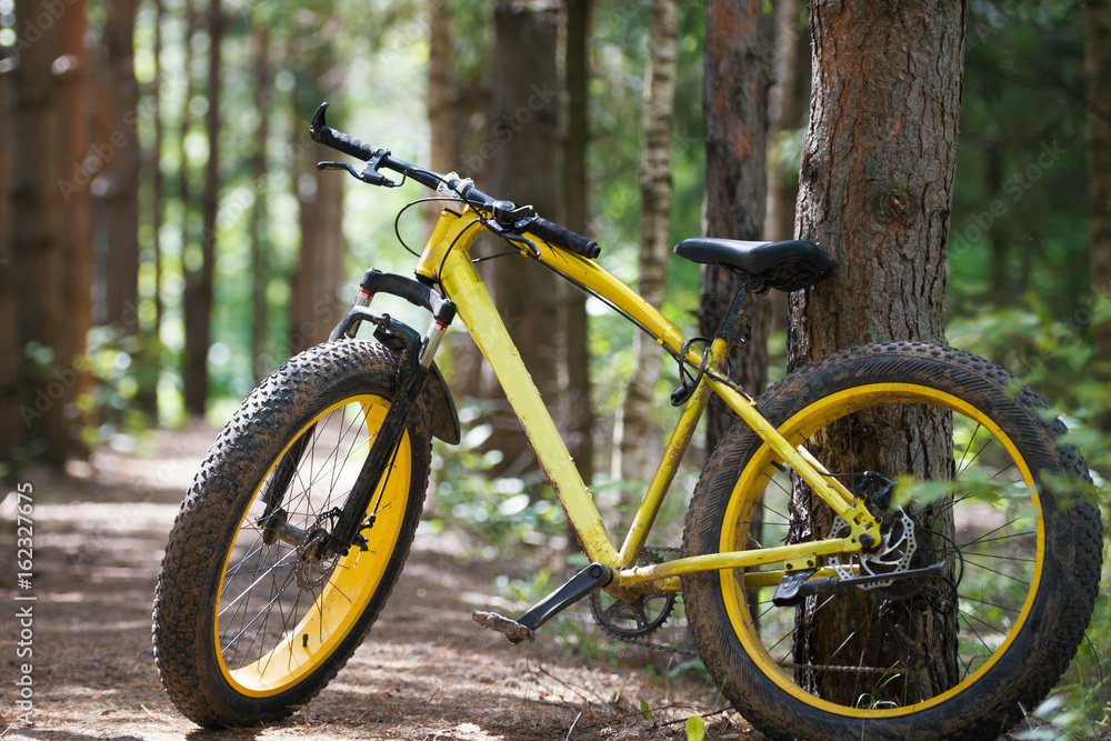 Yellow bicycle fatbike in a coniferous forest