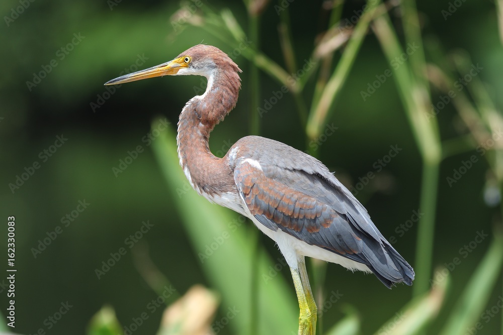 Young Tri-Colored Heron Young Tri-Colored Heron