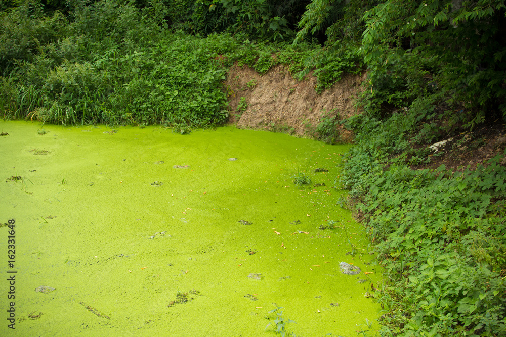 Obraz premium waste pond and green algae.