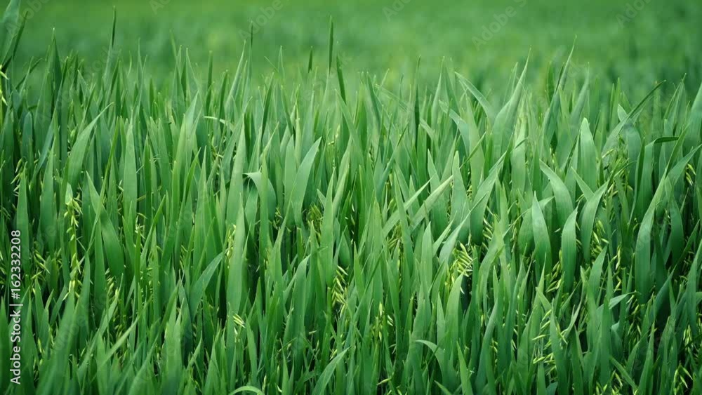 Corn In The Wind Corn In The Wind