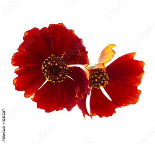 Red flowers with black center on a white background