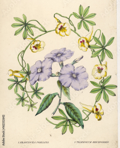 Franciscea Etcive Floral. Date: circa 1840 photo