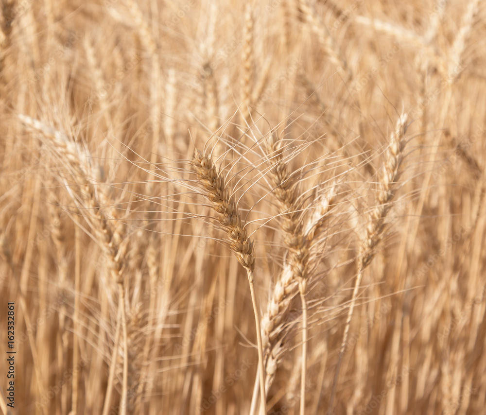 ears of wheat as background ears of wheat as background