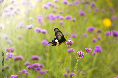 Beautiful Butterfly on Colorful Flower garden, background nature © eakdesign