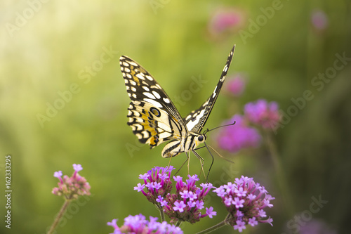 Beautiful Butterfly on Colorful Flower garden, background nature