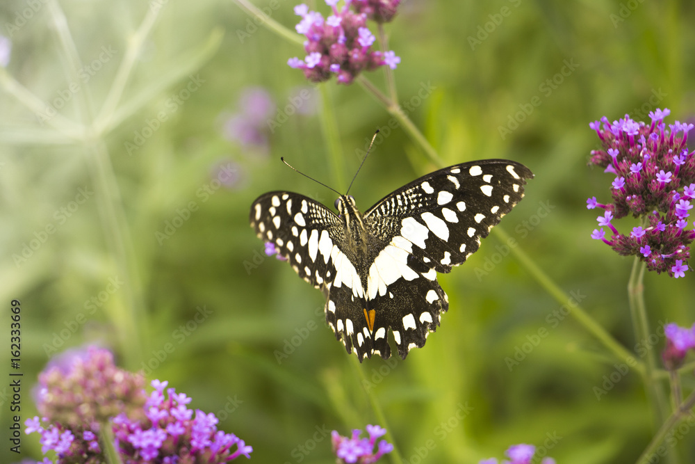 Fototapeta premium Beautiful Butterfly on Colorful Flower garden, background nature