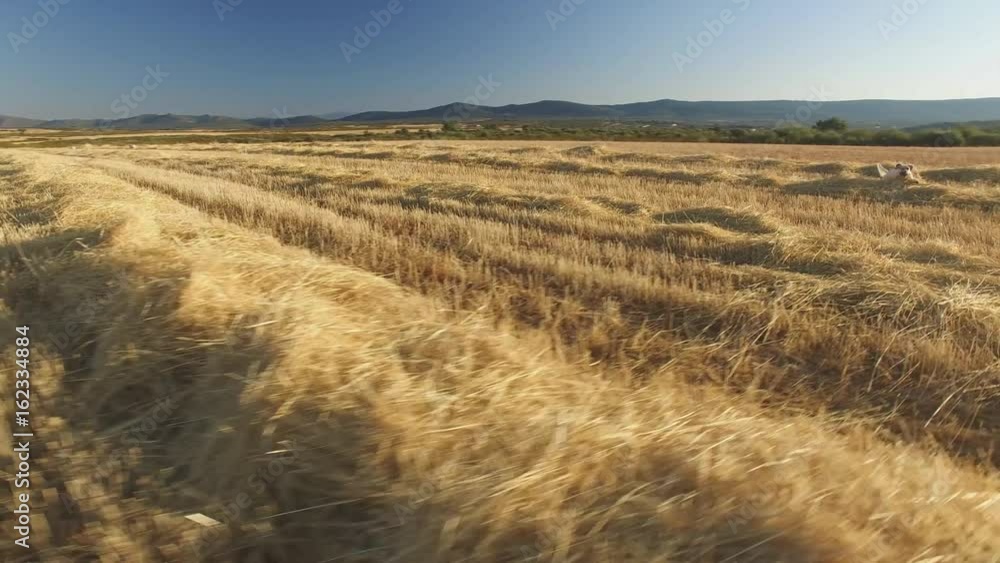 Pointer pedigree dogs in cultivated wheat field Pointer pedigree dogs in cultivated wheat field