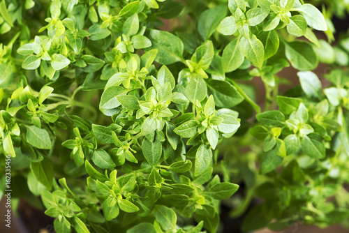 Close-up of green leaves. Horizontal studio shot.