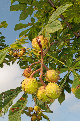 Rosskastanien, Aesculus hippocastanum