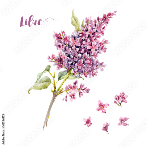 Watercolor vector lilac flower