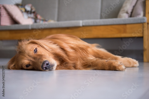 The golden retriever to lie on the ground © chendongshan