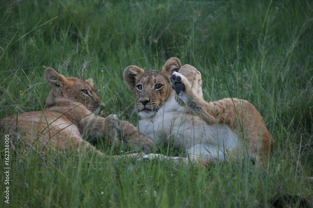 Obraz premium Lion wild dangerous mammal africa savannah Kenya