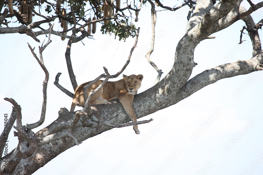 Fototapeta premium Lion wild dangerous mammal africa savannah Kenya