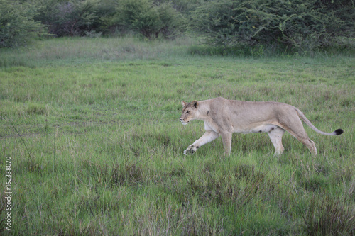 Lion wild dangerous mammal africa savannah Kenya