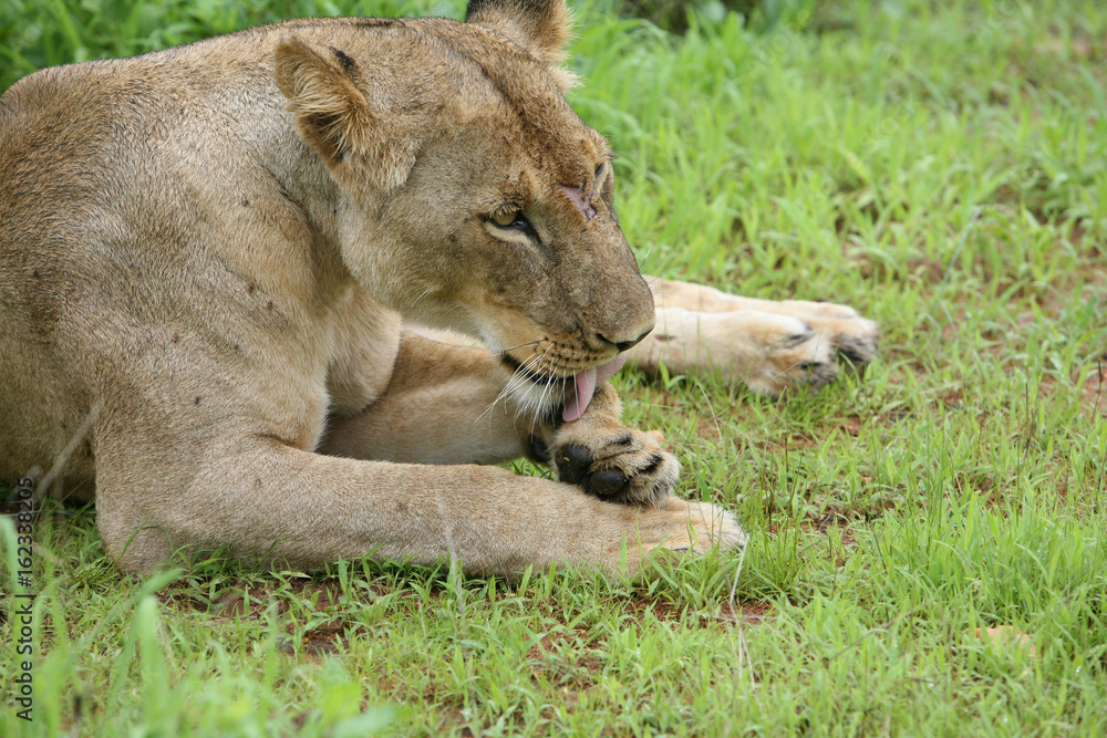 Lion wild dangerous mammal africa savannah Kenya Lion wild dangerous mammal africa savannah Kenya