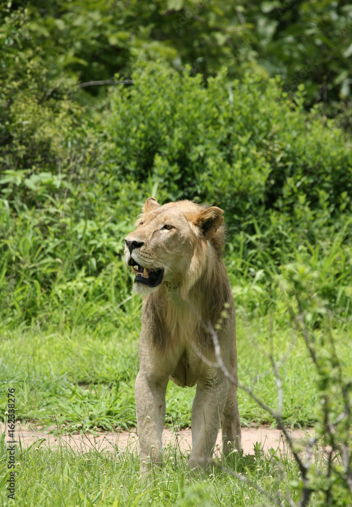 Naklejka premium Lion wild dangerous mammal africa savannah Kenya