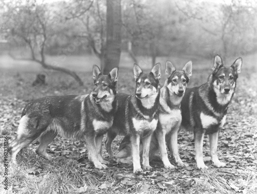 German Shepherd Dogs  by Fall. Date: 1960 photo