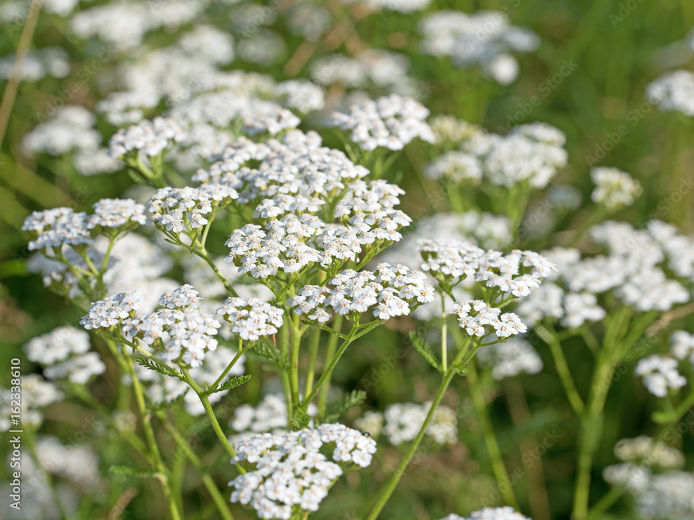 Schafgarbe, Achillea