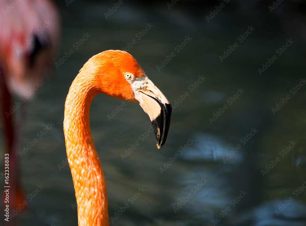 Fototapeta premium Pink flamingo on a pond in nature