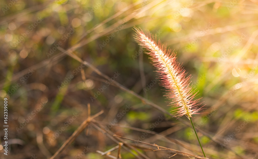 grass flower in morning