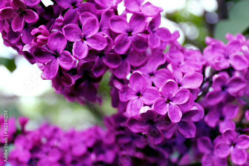 lilac flowers macro photo © llenella