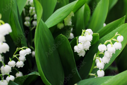 lily of the valley macro photo