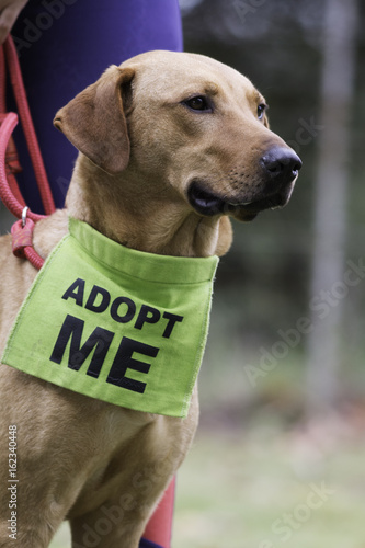 pound dog up for adoption