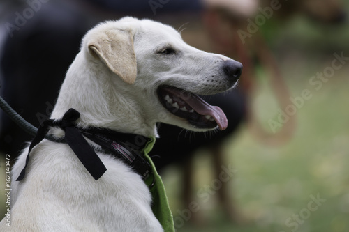 happy smiling tongue waging labrador retriever dog