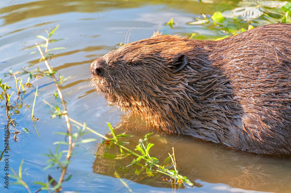 Female beaver sits in water in profile near riverside
Female beaver sits in water in profile near riverside