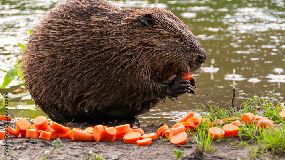 Female beaver sits on riverside in profile and nibbles red carrot. Moscow, Russia.
Female beaver sits on riverside in profile and nibbles red carrot. Moscow, Russia.