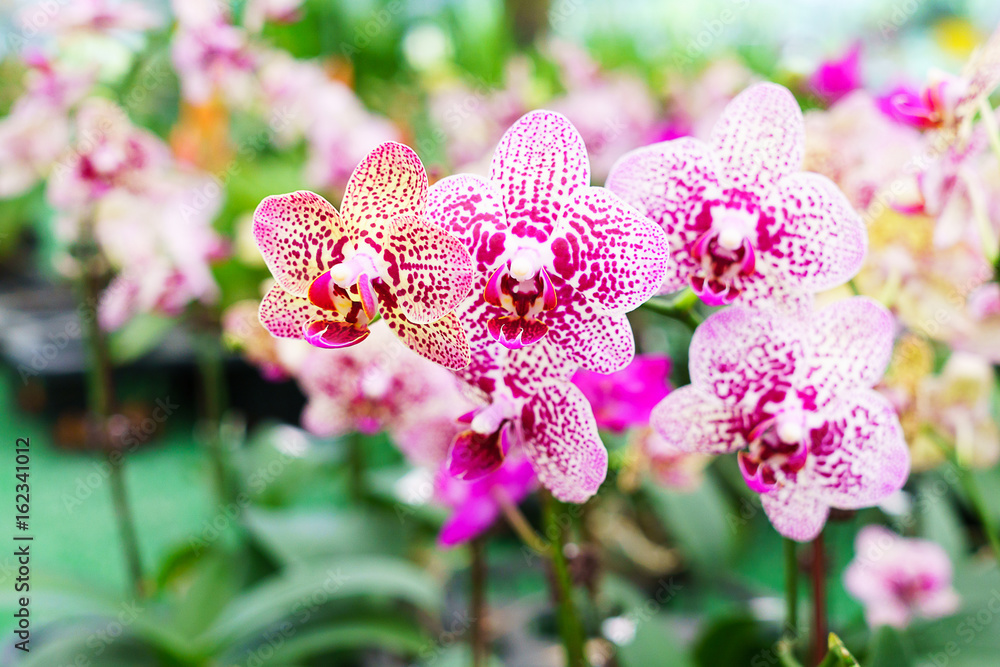 Beautiful stem of vibrant purple and pink colored orchid flowers selling in Thailand orchid market Beautiful stem of vibrant purple and pink colored orchid flowers selling in Thailand orchid market
