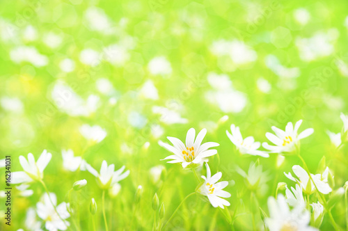 Summer blossoming field chickweed mouse-ear  cerastium arvense on meadow  bokeh flower background  shiny floral card