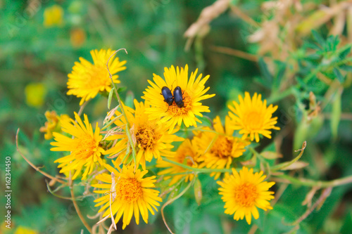 Mountain flowers