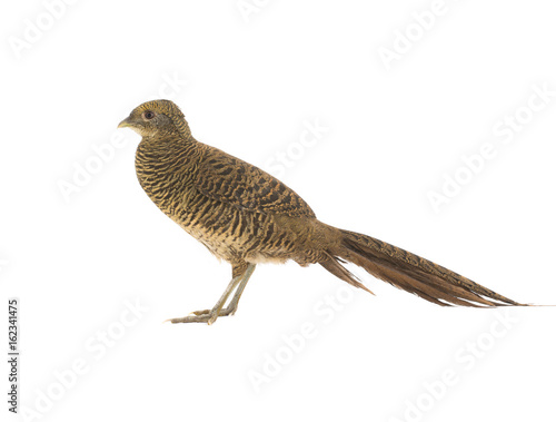 female pheasant gold