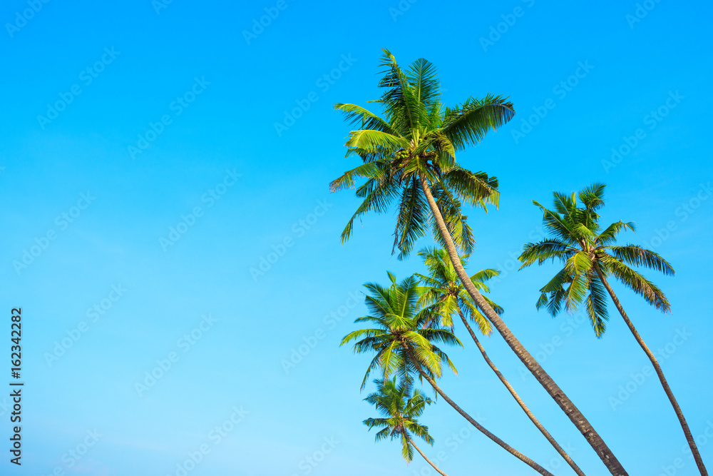 Obraz premium Coconut asian tropical palm trees with clear blue sky as copy space
