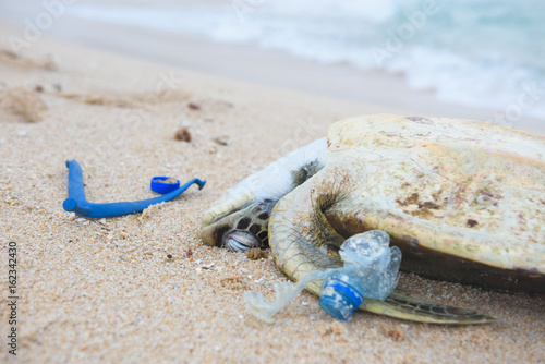 Dead turtle with a plastic garbage on ocean beach