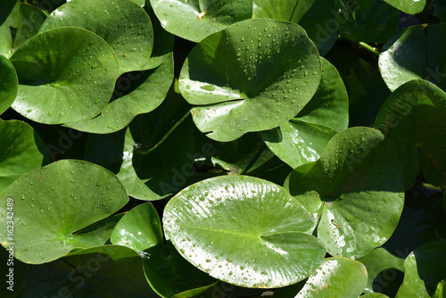 Fototapeta Naklejka Na Ścianę i Meble -  Feuilles de nénuphar au printemps au jardin