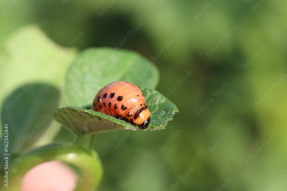 Fototapeta premium Young leptinotarsa decemlineata